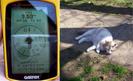 #10: GPS / One of my feline friends in the neighborhood