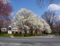 #6: Flowering pear trees about 450 m from the confluence