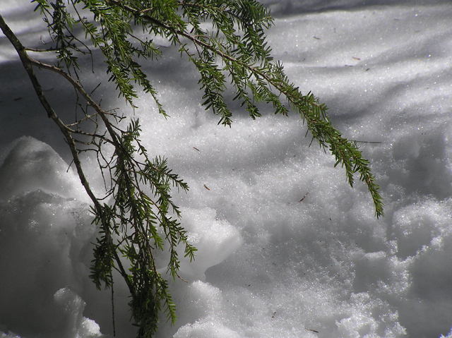Ground cover at the confluence.