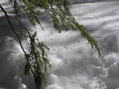 #5: Ground cover at the confluence.
