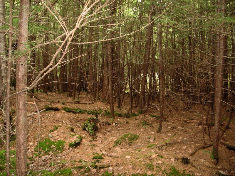 An open area is visible in the view to the west.