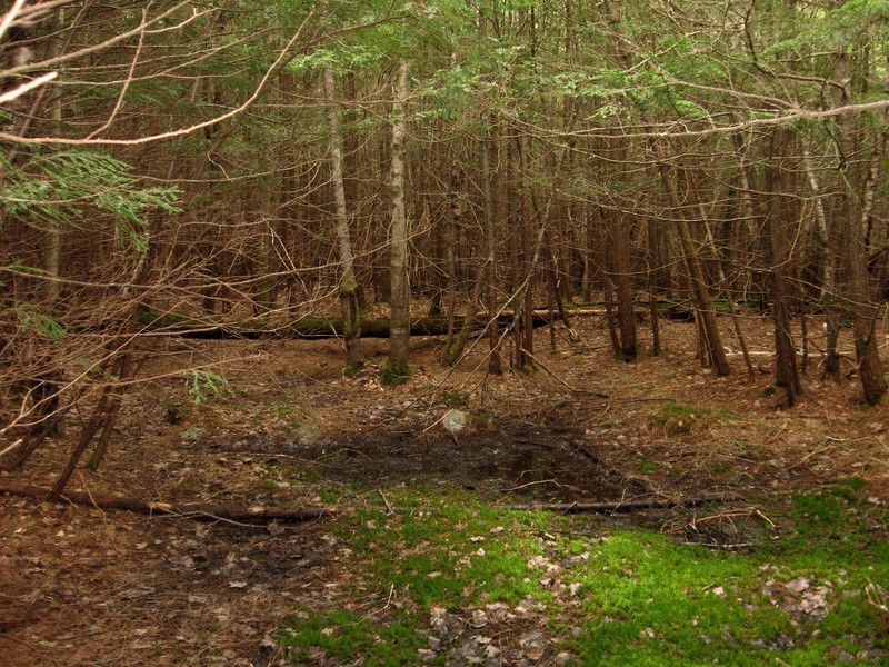 A small clearing with standing water at the confluence in the view to the south.