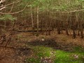 #4: A small clearing with standing water at the confluence in the view to the south.