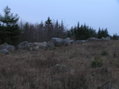 #7: Typical terrain and vegetation of the area near the confluence. 