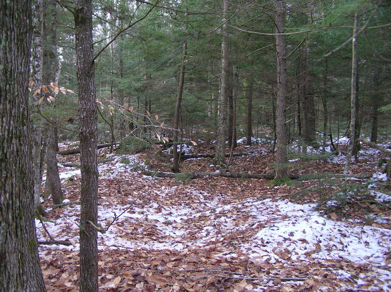 View to the south from 45 North 69 West, in the Maine forest.
