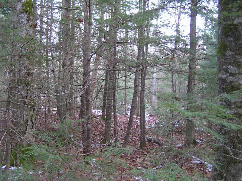 View to the north from the confluence.