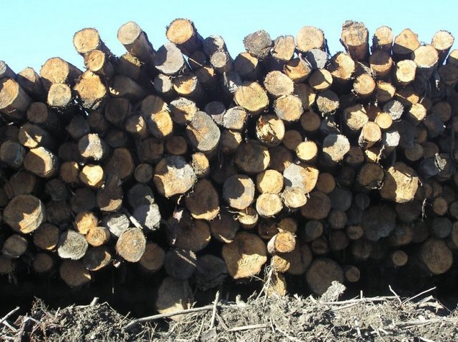 Logging; the only job around