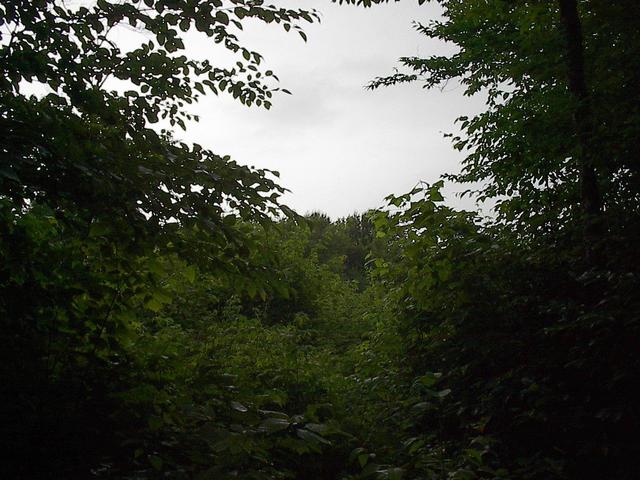 Looking north from the confluence.