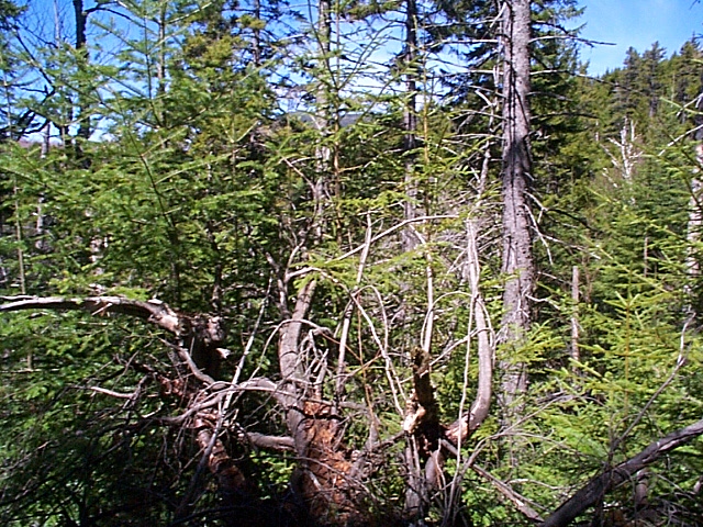 Northwest toward Center Mountain from the Confluence