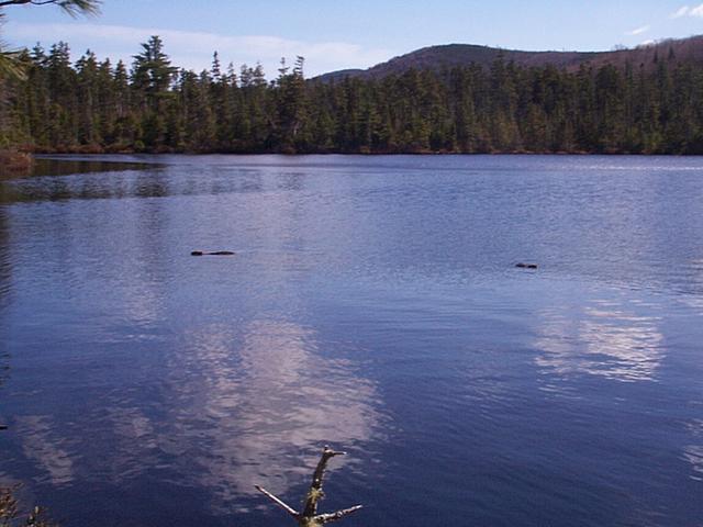 Two of Three Curious Beavers in Center Pond