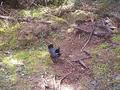 #9: Spruce Grouse Along The Trail