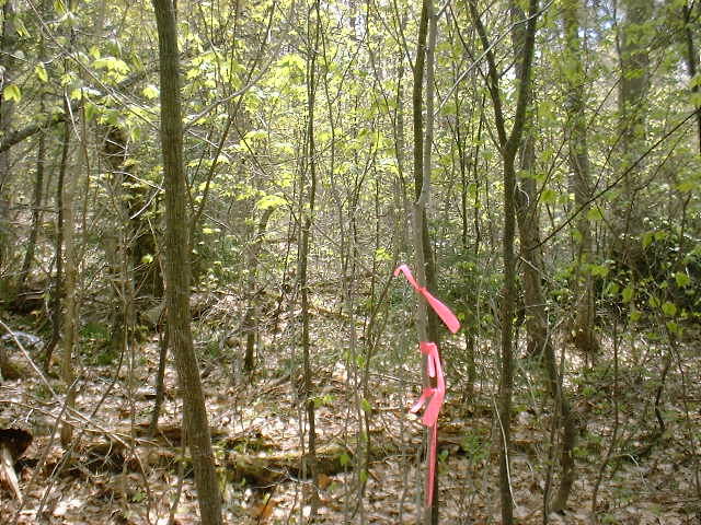 South view-Ribbons show the confluence.