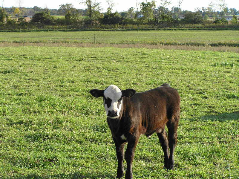 Looking south from the confluence including the most curious calf in the herd.