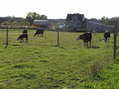 #7: Local animals in a view to the southwest from the confluence.