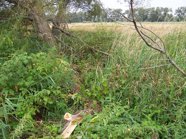 The confluence is about 17 m north through these trees.