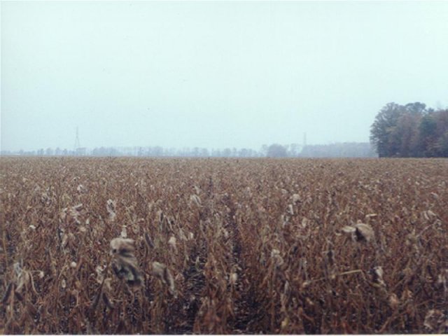 Looking north over lots of field