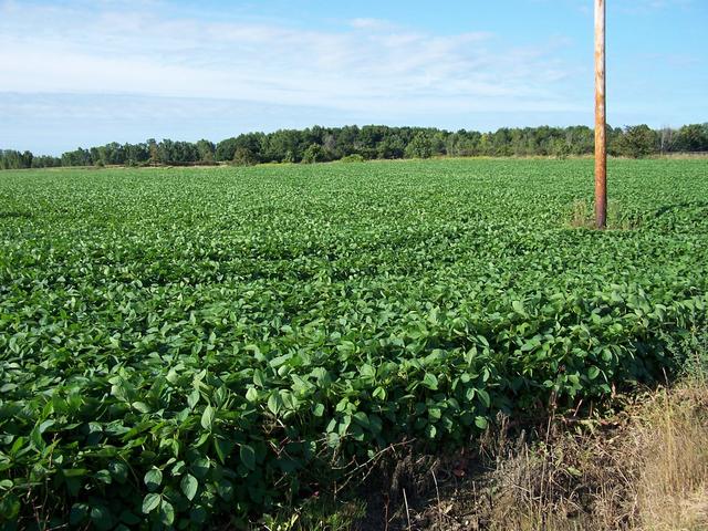 A healthy crop just South of the highway.