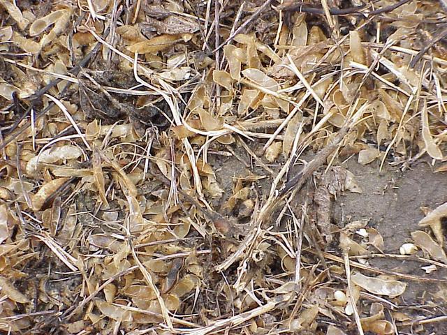 Ground cover at the confluence site.