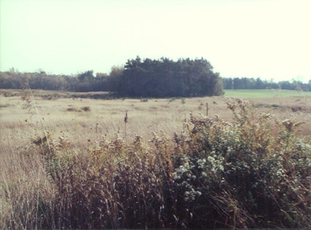 Meadow and copse of trees looking south. The Grand River is approximately 1 mile from here.