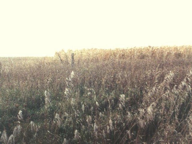 Looking west at the border of an adjoining corn field.