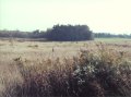 #3: Meadow and copse of trees looking south. The Grand River is approximately 1 mile from here.