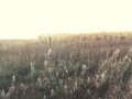 #4: Looking west at the border of an adjoining corn field.