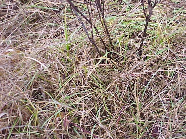 Ground cover at the confluence site in a grassy field.