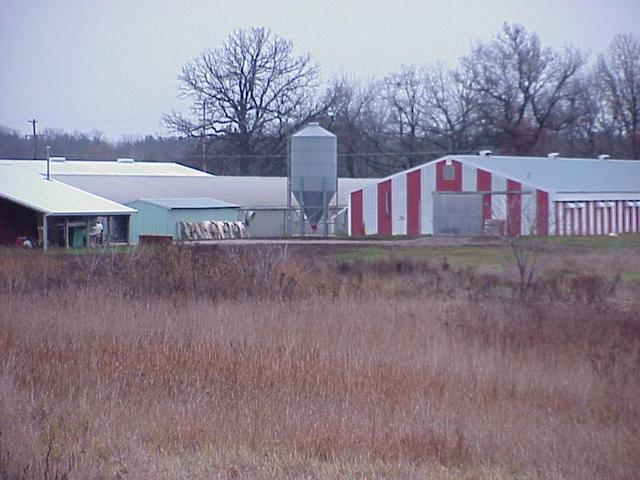 View of the farm to the northeast from the confluence.