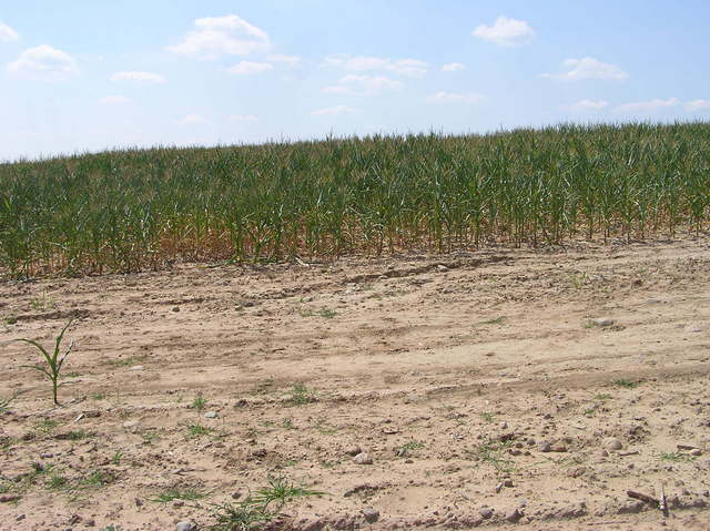 View West (towards another cornfield)