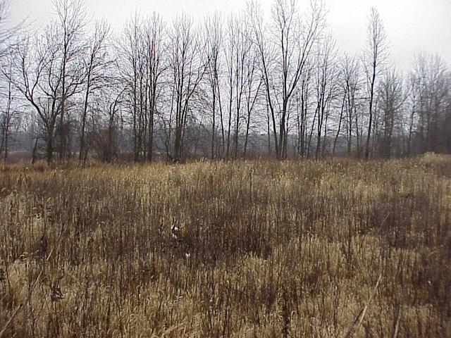 View to the north from the confluence.