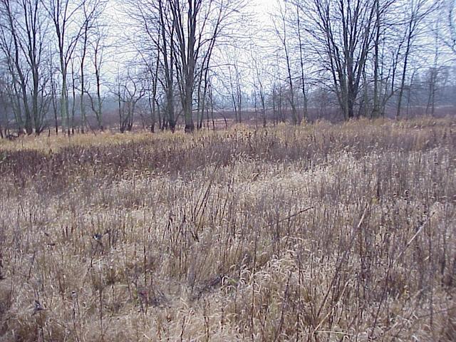 Confluence site, looking northwest toward the Grand River.