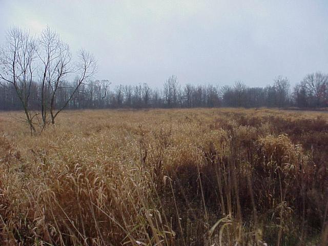 View to the south from the confluence.