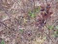 #5: Ground cover at the confluence site.