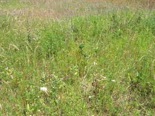 #1: The confluence point lies in a field of wild grass