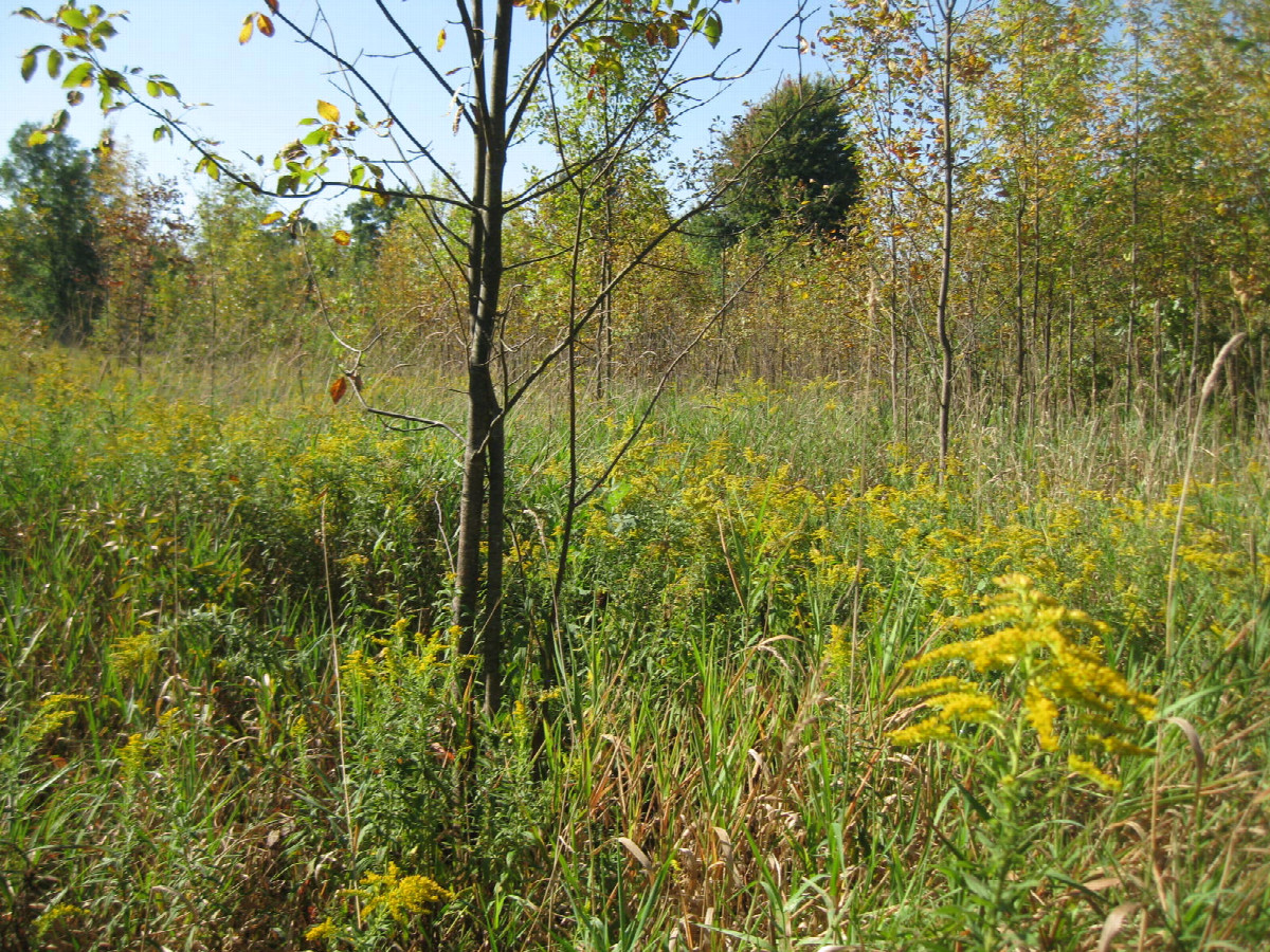 View to the southwest, confluence in front of the sapling in the foreground