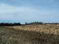 #4: View looking west