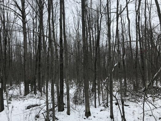 #1: Toward the site of 44 North 84 West, looking northwest from the nearest road.