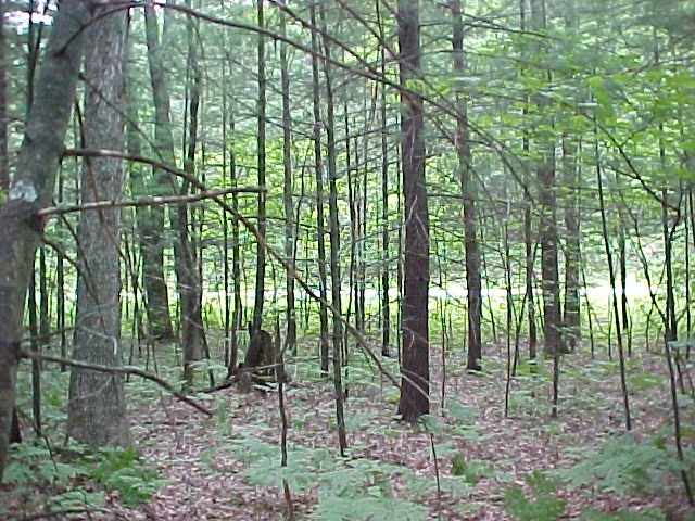 Looking north at Hamilton Road