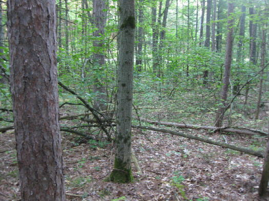 #1: View to the northeast, confluence by the base of the tree in the foreground