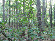 #2: View to the north; road visible in the distance