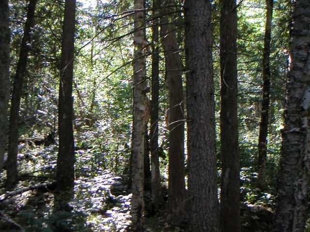 Southern view - more trees.