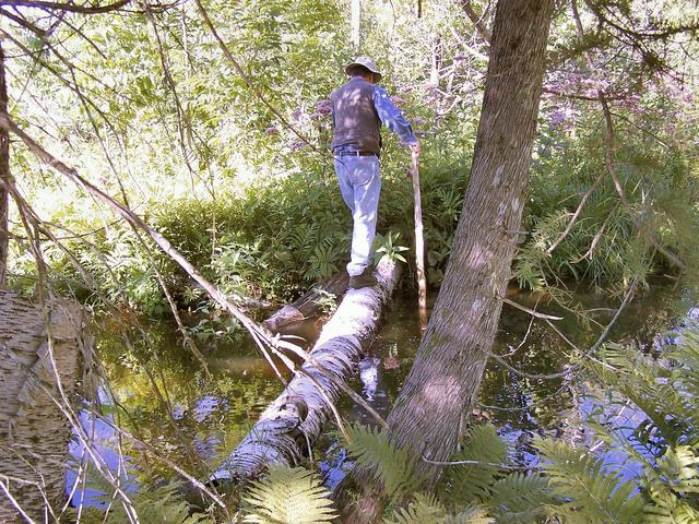 Crossing the log bridge to get to the other side of the creek.