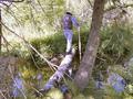 #6: Crossing the log bridge to get to the other side of the creek.