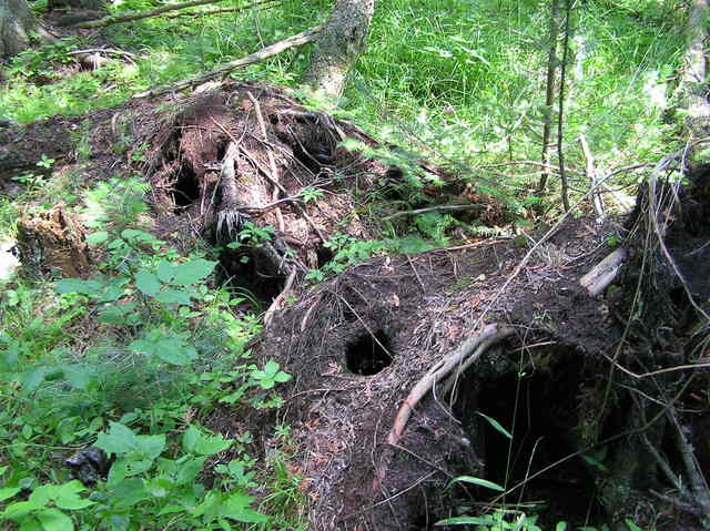 The confluence point lies in a pine forest