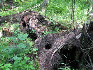 #1: The confluence point lies in a pine forest