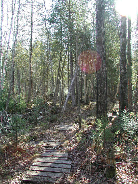 Old marsh trail