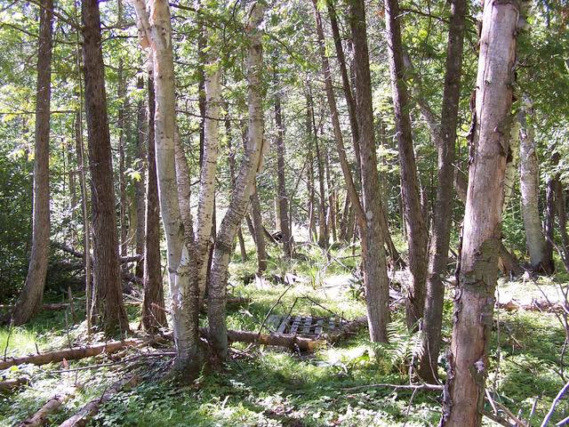 Looking South from the confluence.