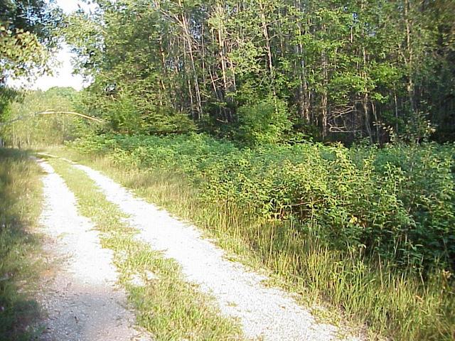 Wild raspberries were abundant along the route to the confluence.