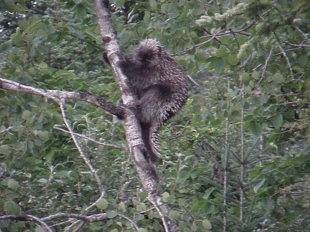 Porcupine along the road near the gate that marked the start and end of the confluence hike.