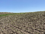 #4: View to the south from the confluence point.